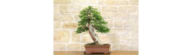 Bonsai Tasso: Guida Completa, Varietà Baccata vs Cuspidata