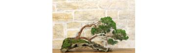 Bonsai Ginepro: Guida all'Arte del Legno Secco e Pinzatura
