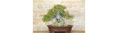Bonsai Olmo Campestre: Guida Completa, Cura e Corteccia Sugherosa