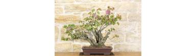 Bonsai Albero di Giuda: Guida Completa e Fioritura sul Tronco