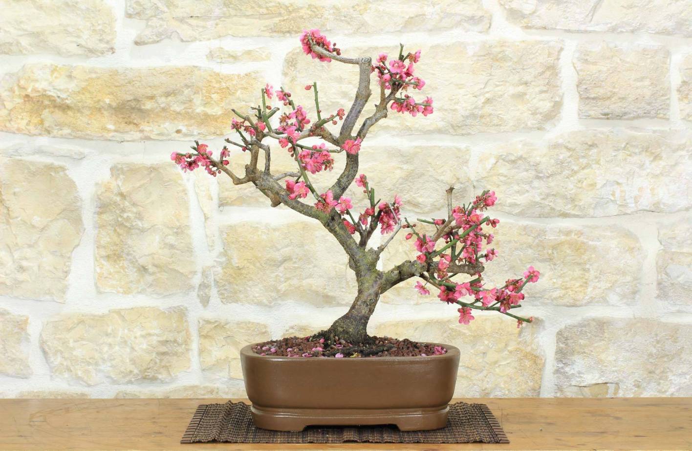 Bonsaï Prunus Mume Guide complet de floraison hivernale et de soins