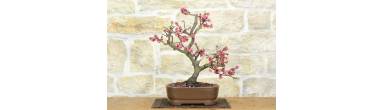 Bonsai Prunus Mume Guida Completa Fioritura Invernale e Cura
