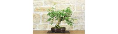 Bonsai di Tamarindo: guida completa alla coltivazione