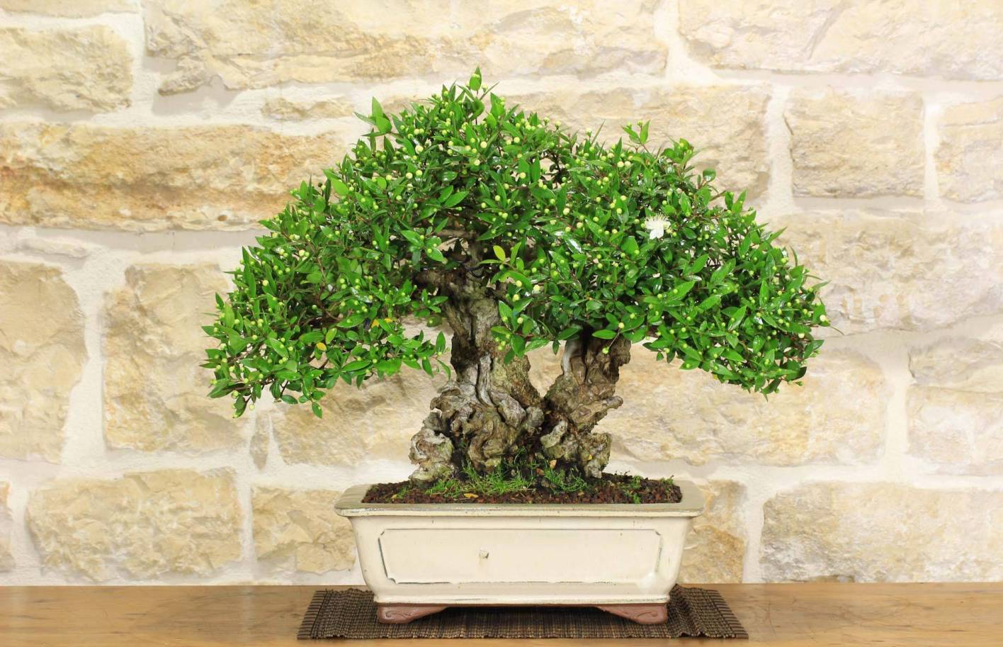 Myrtle bonsai: care, pruning and repotting guide