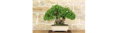 Bonsai di Mirto: guida alla cura, potatura e rinvasi