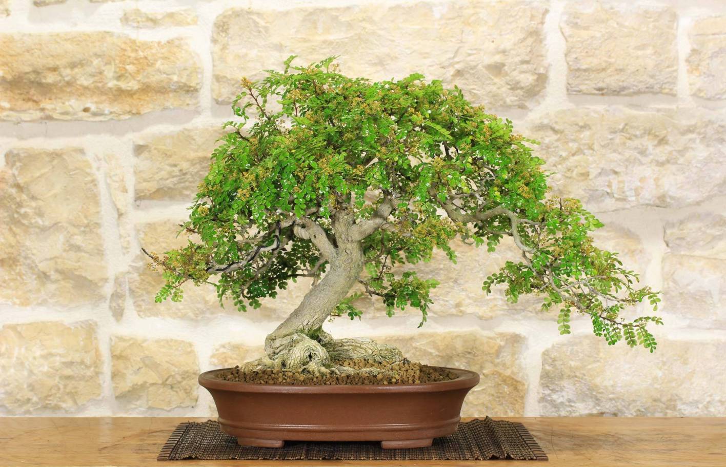 Sichuan-Pfeffer (Zanthoxylum) Bonsai: Pflege- und Anzuchtanleitung