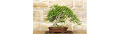 Bonsai Pepe di Sichuan (Zanthoxylum): Guida Cura e Coltivazione