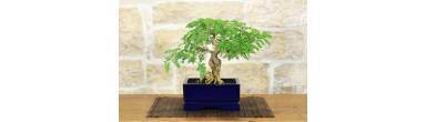 Bonsai Sesbania Punicea: L'Albero dei Colibrì dai Fiori Rossi