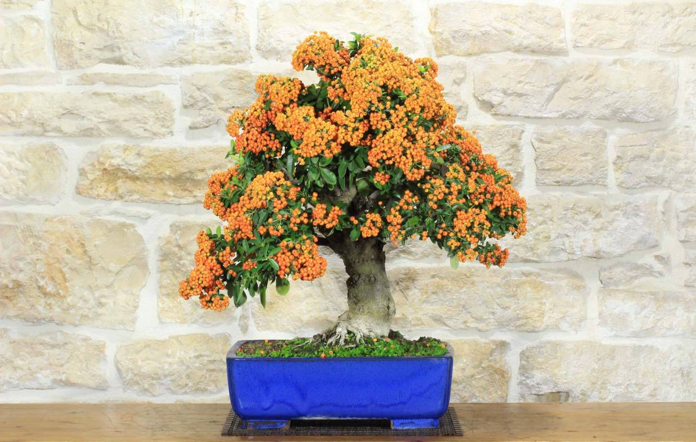Bonsaï Pyracantha : Guide complet, baies et soins (Agazzino)