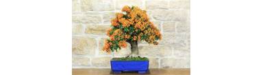 Bonsai Pyracantha: Guida Completa, Bacche e Cura (Agazzino)