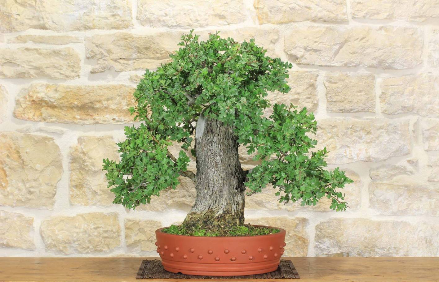Bonsaï Aubépine : guide complet, fleurs et baies