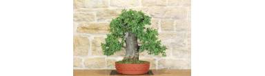 Bonsai Biancospino: Guida Completa, Fiori e Bacche Rosse