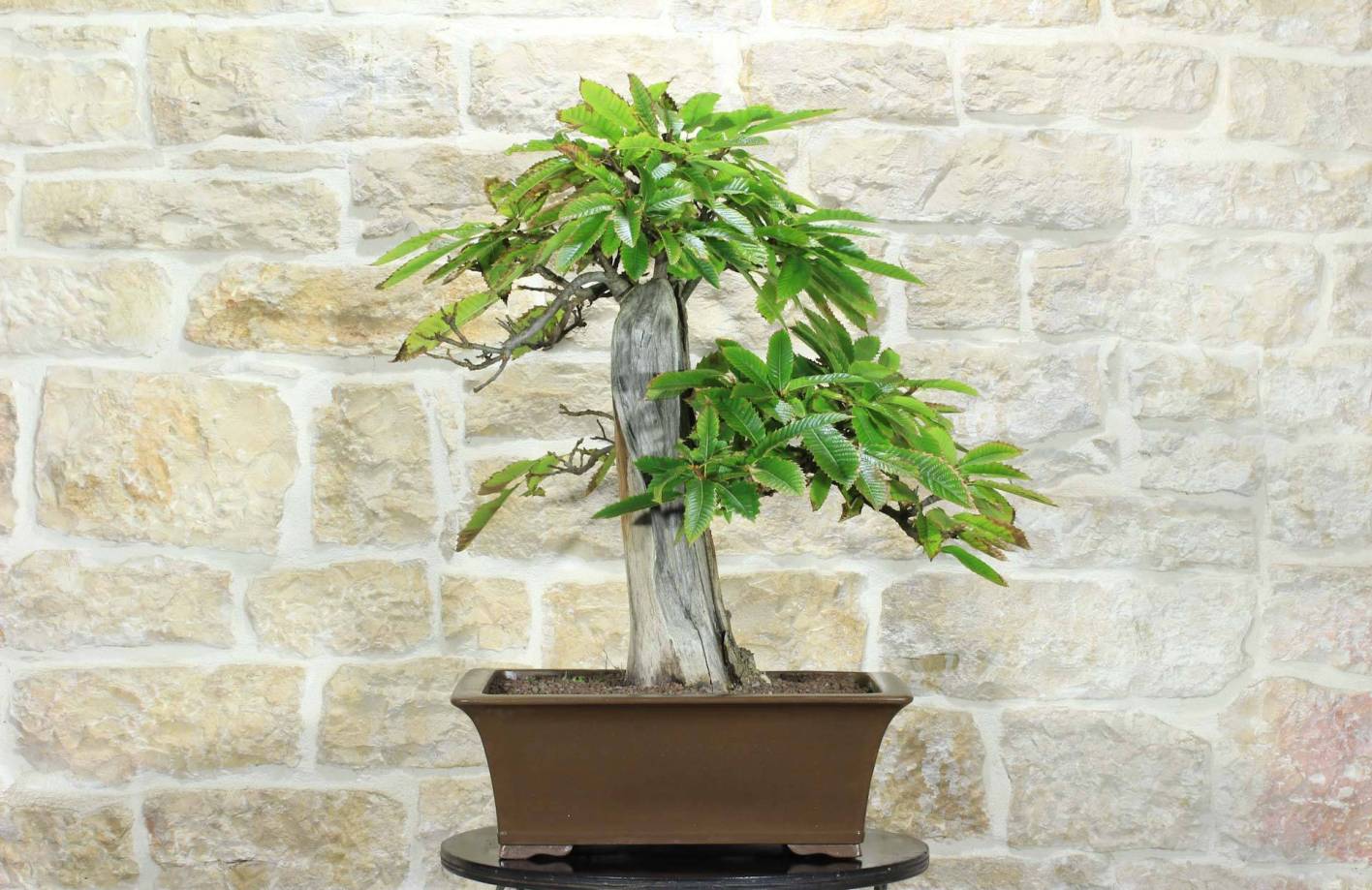 Bonsaï Châtaignier : guide, fruits et soins (Castanea)