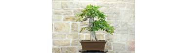 Bonsai Castagno: Guida Completa, Frutti e Cura (Castanea Sativa)