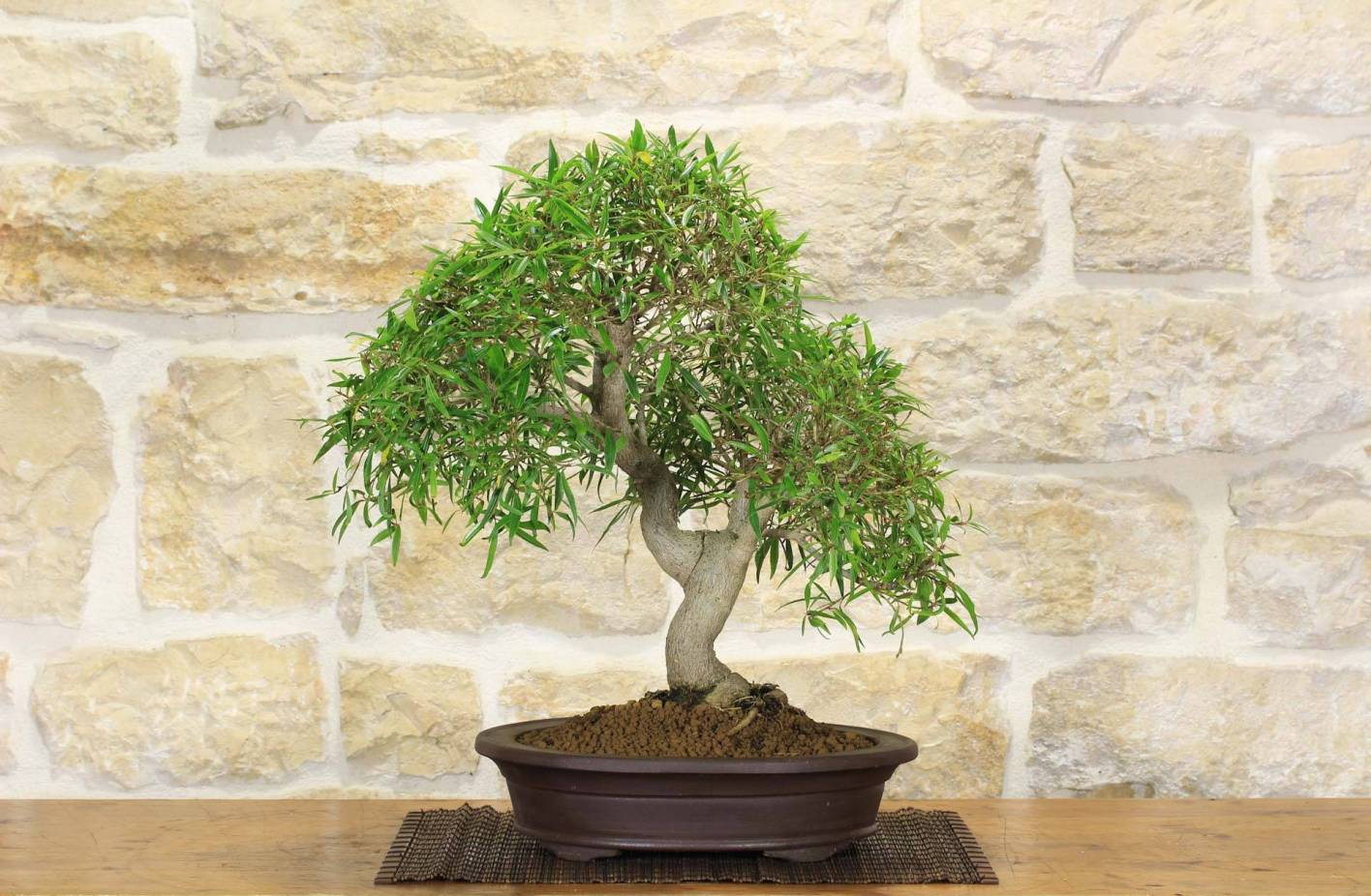 Bonsaï Ficus Nerifolia : guide complet et entretien