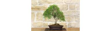 Bonsai Ficus Nerifolia: Guida Completa, Foglie a Salice e Cura