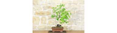 Bonsai Ginkgo Biloba: Cura, Foglie Gialle e Coltivazione