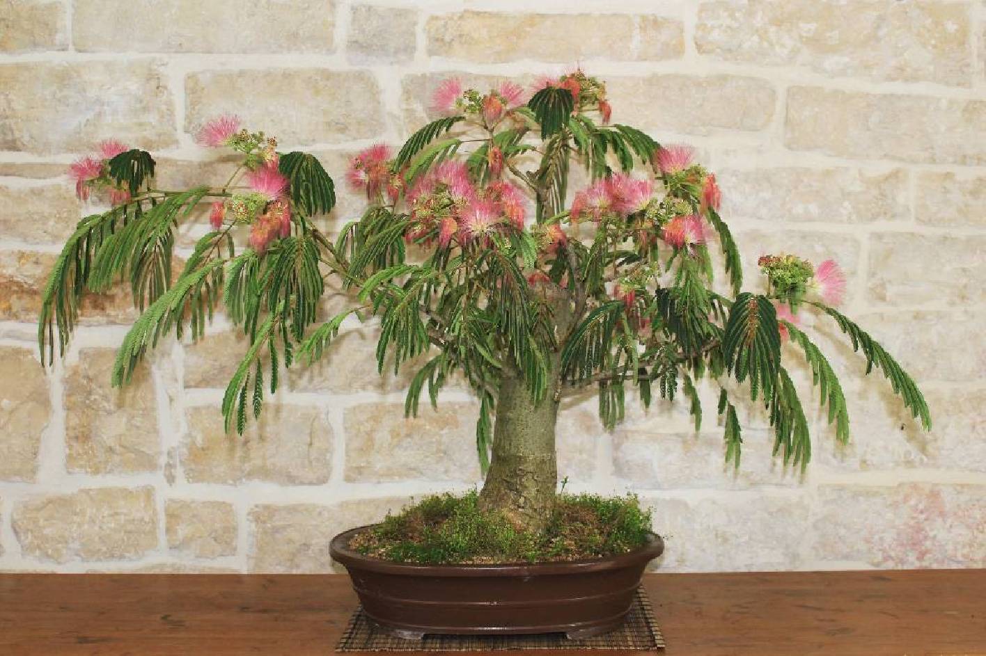 Bonsai Albizia (Acacia di Costantinopoli): Cura e Fiori di Seta