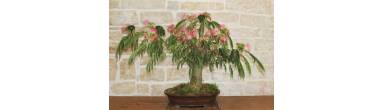 Bonsai Albizia (Acacia di Costantinopoli): Cura e Fiori di Seta