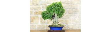 Bonsai Bagolaro: Complete Guide, Care and "Cracking"