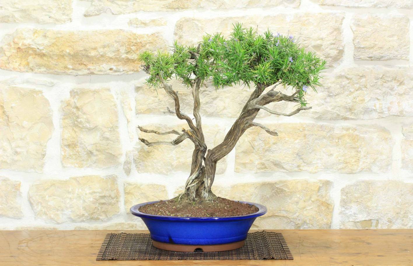 Rosemary Bonsai: Complete Guide, Dry Wood and Care