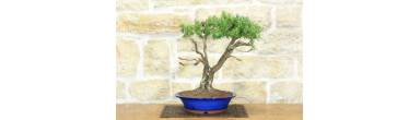Bonsai Rosmarino: Guida Completa, Legna Secca e Cura