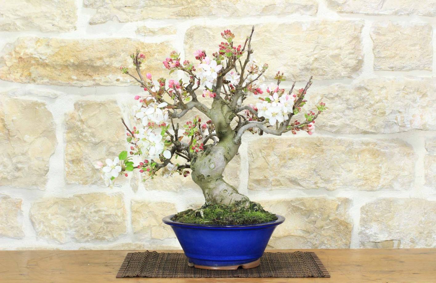 Bonsai Flowering Apple Tree: Complete Guide, Fruits and Flowering