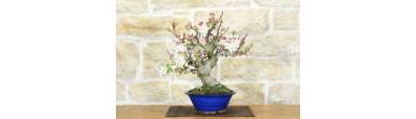 Bonsai Melo da Fiore: Guida Completa, Frutti e Fioritura