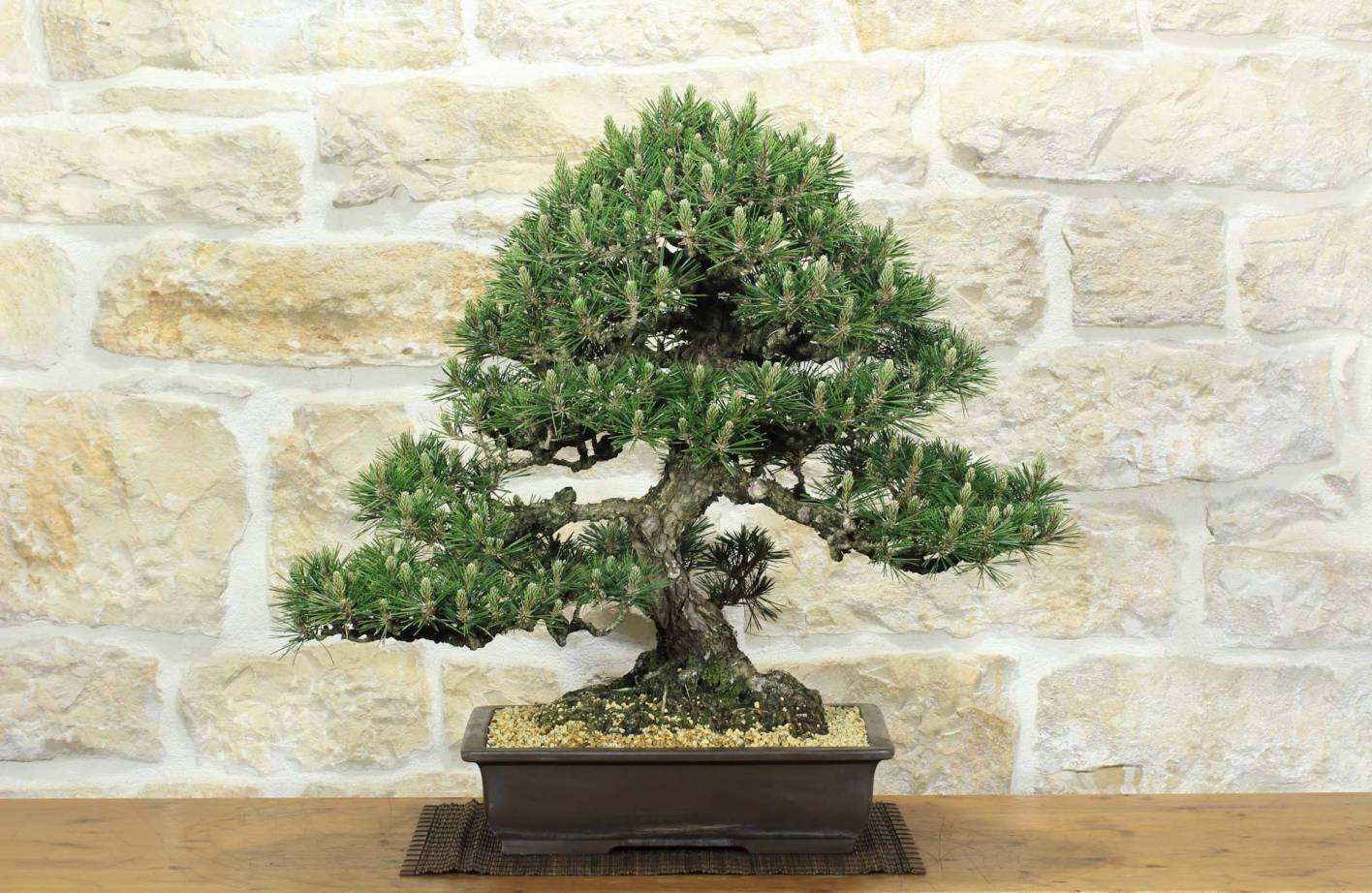 Bonsai Pino Nero Kotobuki: Aghi Corti e Cura Semplificata