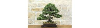 Bonsai Pino Nero Kotobuki: Aghi Corti e Cura Semplificata
