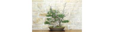 Bonsai Ginepro Fenicio: Guida Completa, Cura e Legna Secca
