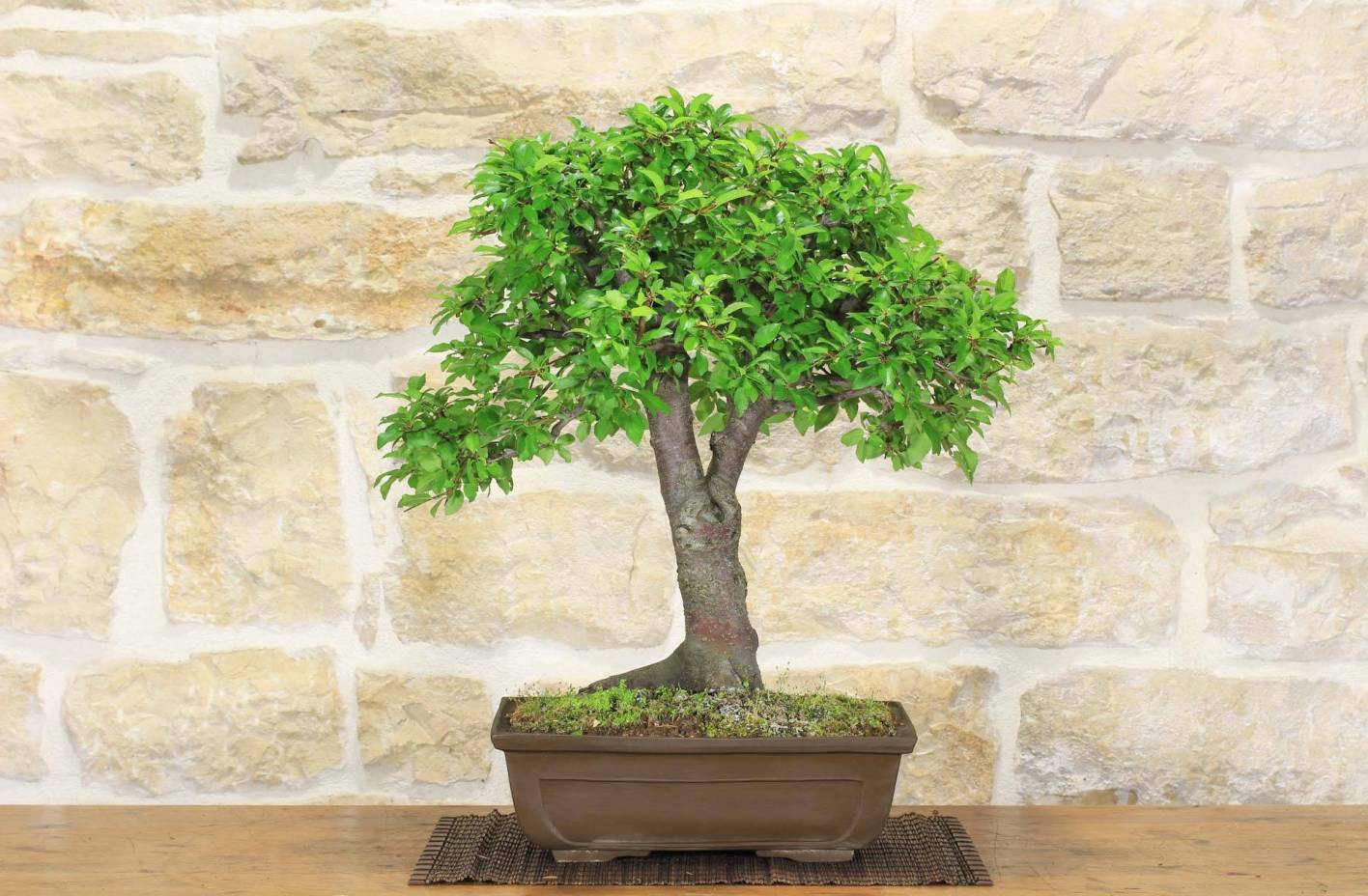 Wild Apricot Bonsai: Guide, Fruits and Wrinkled Bark