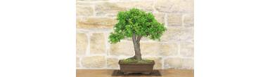 Bonsai Albicocco Selvatico: Guida, Frutti e Corteccia Rugosa