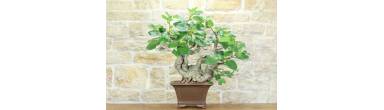 Fig Bonsai: Complete Guide, Sweet Fruits and Small Leaves