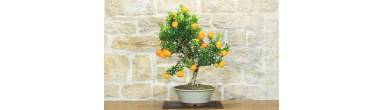 Bonsai Citrus: A Guide to Chinotto, Kinzu, Limequat and Calamondino