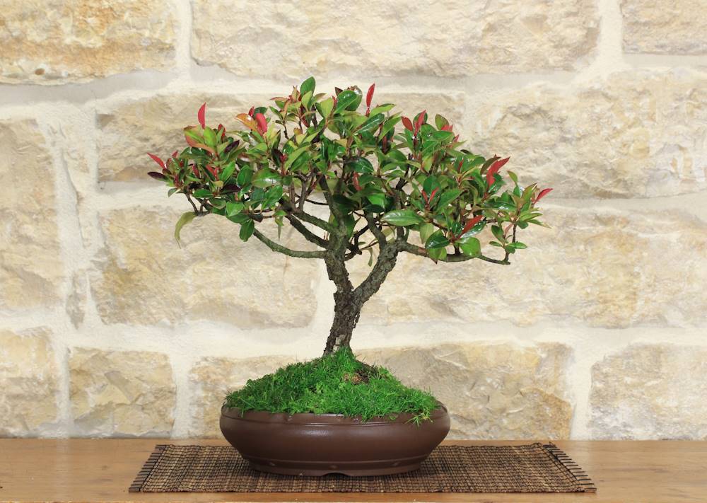 View Bonsai Tree Yakuza 7 Background Floating Bonsai Tree Amazon