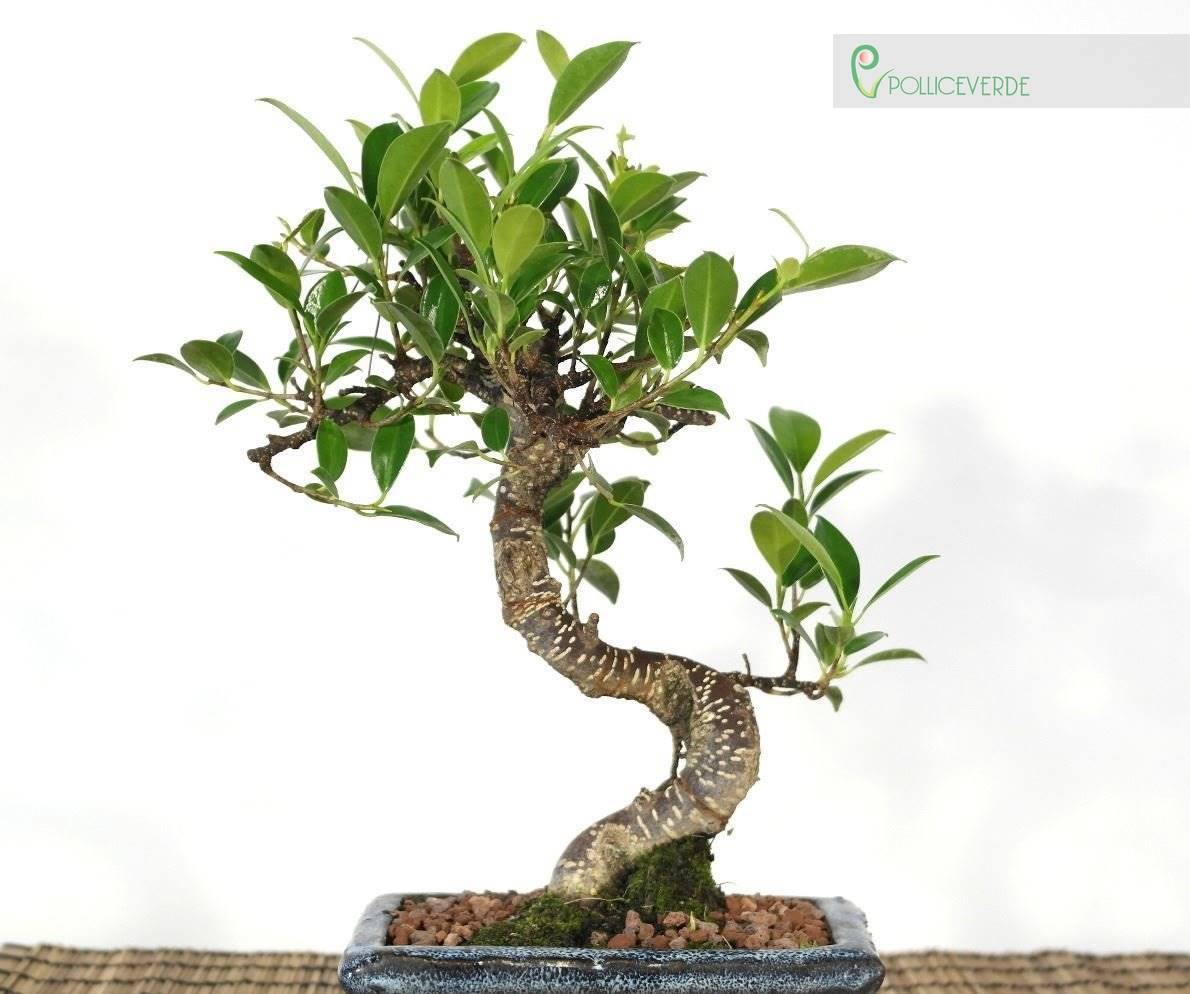 Bonsai di Ficus Retusa vaso cm. 15