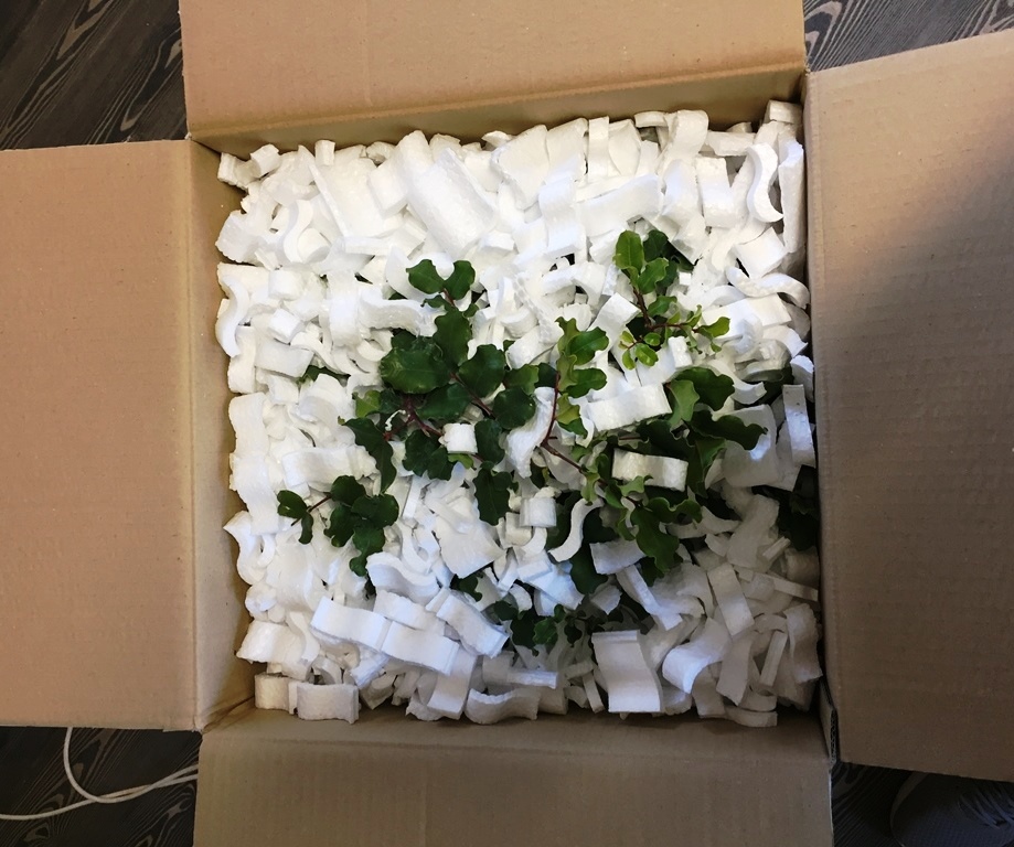 bonsai packaging 2
