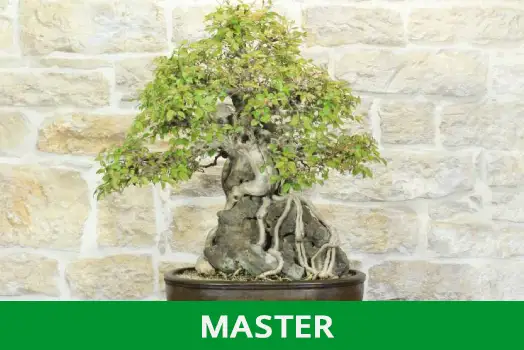 BOSNAI MASTER