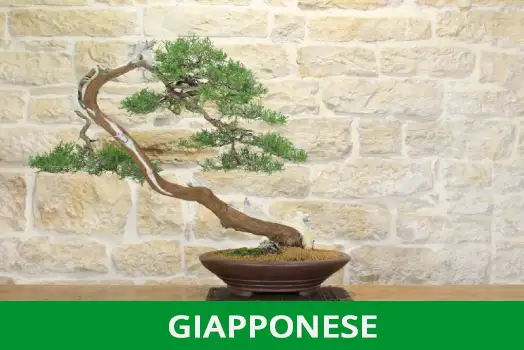 BONSAI GIAPPONESE