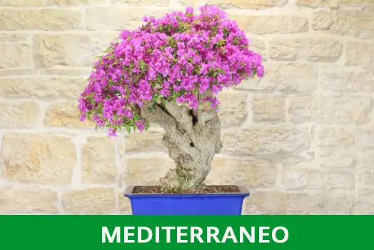 BOSNAI MEDITERRANEO
