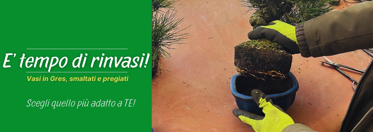 E' tempo di rinvasi!